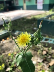Sonchus asper