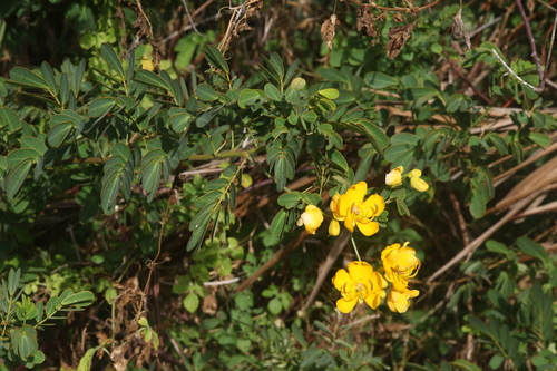 Senna pendula