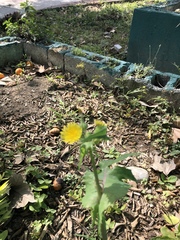 Sonchus asper