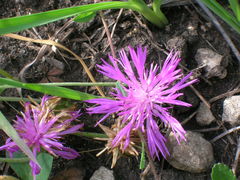 Psephellus marschallianus