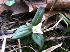 Trillium nivale