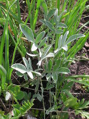 Psephellus marschallianus