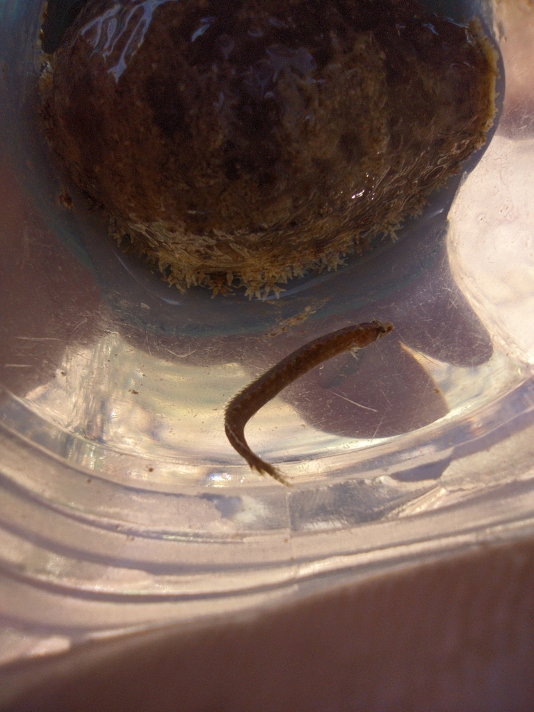 Northern Eelgrass Blenny