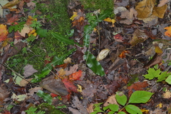 Asplenium scolopendrium americanum