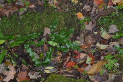 Asplenium scolopendrium americanum