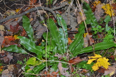 Asplenium scolopendrium americanum