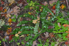 Asplenium scolopendrium americanum