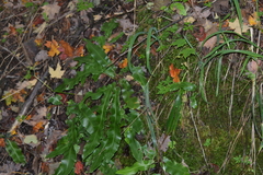 Asplenium scolopendrium americanum