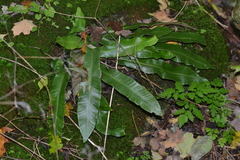 Asplenium scolopendrium americanum