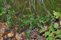 Asplenium scolopendrium americanum