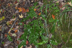 Asplenium scolopendrium americanum