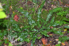 Asplenium scolopendrium americanum