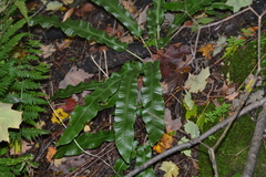 Asplenium scolopendrium americanum