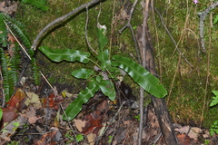 Asplenium scolopendrium americanum