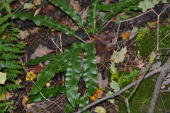 Asplenium scolopendrium americanum