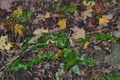 Asplenium scolopendrium americanum