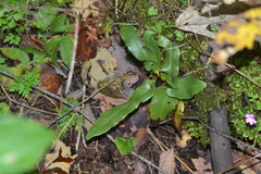 Asplenium scolopendrium americanum