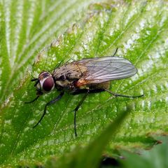 Hydrophoria lancifer