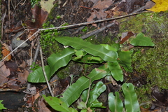 Asplenium scolopendrium americanum