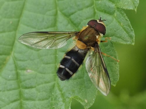 Pale-saddled Leucozona