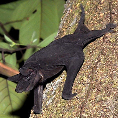 Greater Naked Bat