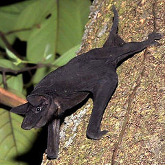 Greater Naked Bat photo 2