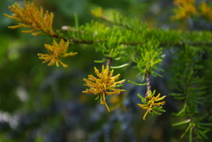 Picea × fennica