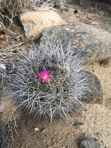 Eriosyce wagenknechtii