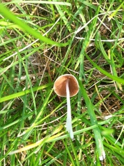 Conocybe