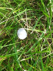Conocybe