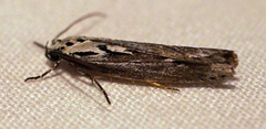 Ethmia discostrigella