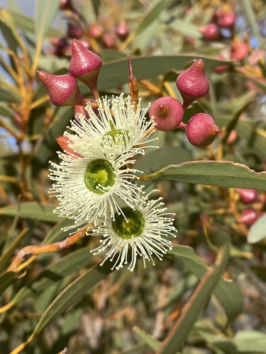 Jimberlana Mallee (Eucalyptus platydisca)