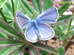 Plebejus samuelis