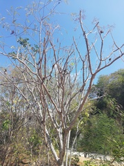 Cnidoscolus megacanthus