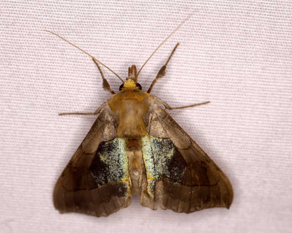 Hologram Moth from McLean, NY 13102 on July 28, 2023 at 10:58 PM by ...