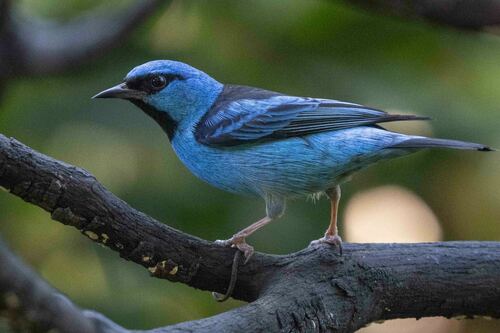 Dacnis bleu (Dacnis cayana)