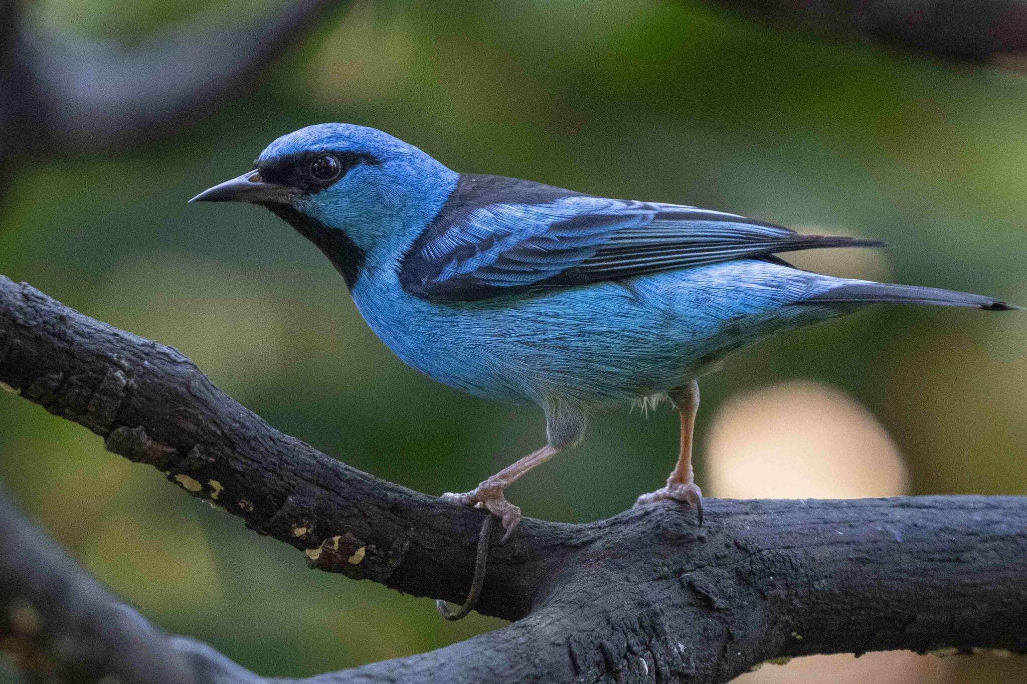 Blue Dacnis illustration