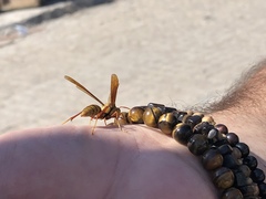 Polistes carnifex carnifex