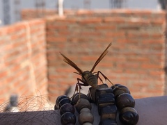 Polistes carnifex carnifex