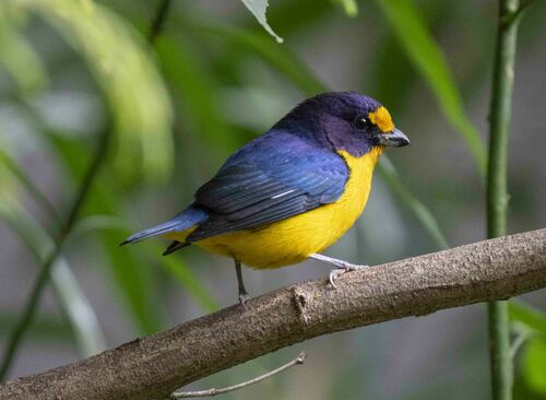 Violaceous Euphonia (Euphonia violacea), photo 6