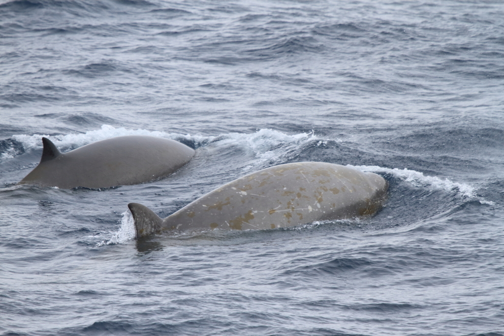 Two Gray's beaked whales surfacing at sea, grey backs and small dorsal fins