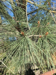 Pinus sabiniana