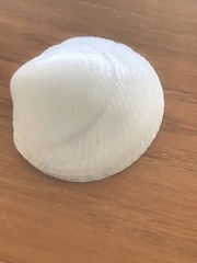 Divalinga quadrisulcata