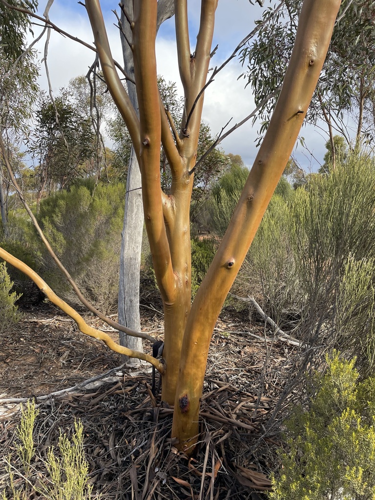 Eucalyptus jimberlanica L.A.S.Johnson & K.D.Hill 2