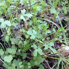 Lithophragma cymbalaria