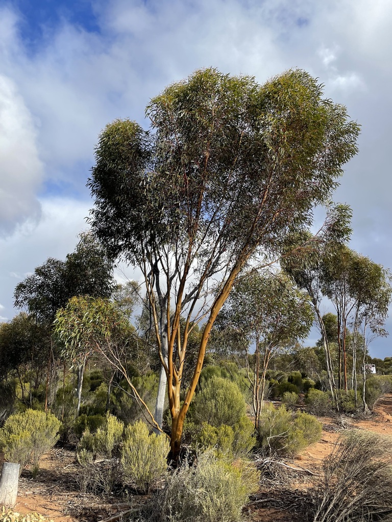 Eucalyptus jimberlanica L.A.S.Johnson & K.D.Hill
