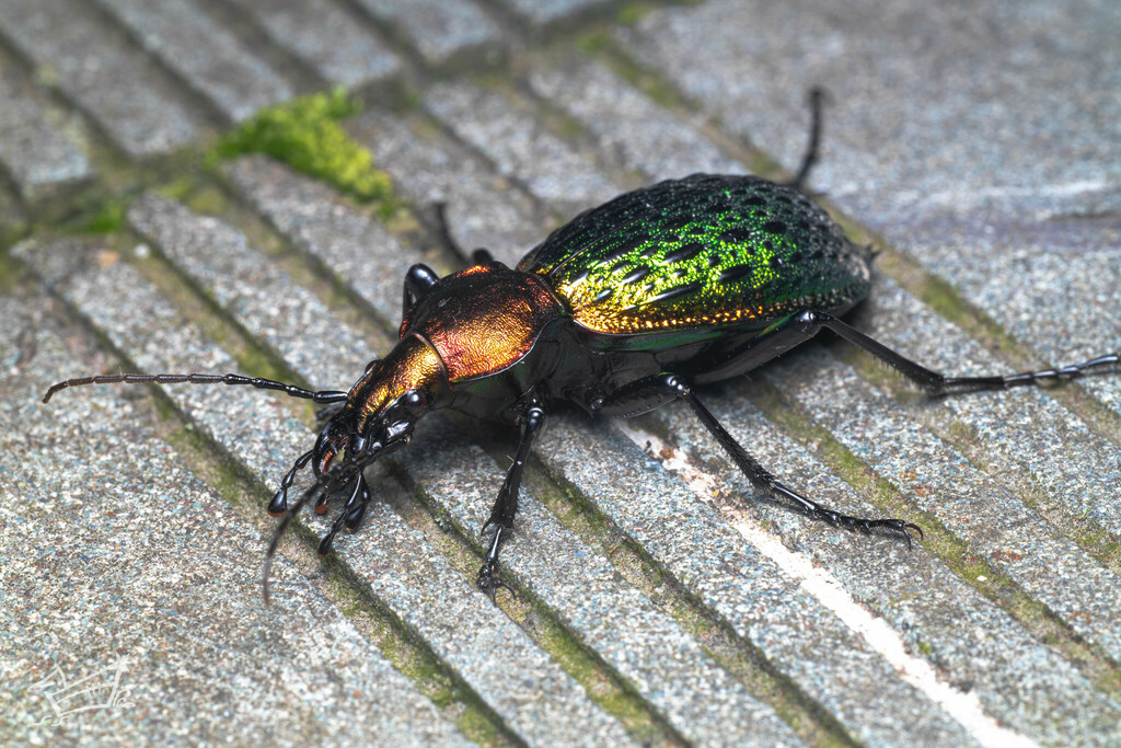 Carabus lafossei from Zhejiang A&F university on March 24, 2022 at 07