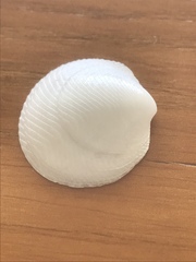 Divalinga quadrisulcata