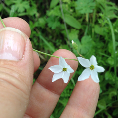 Lithophragma cymbalaria