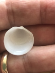 Divalinga quadrisulcata